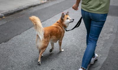 Cachorro caminhando