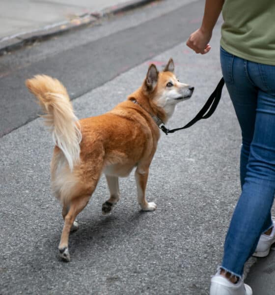 Cachorro caminhando; feira de adoção de pet