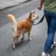 Cachorro caminhando