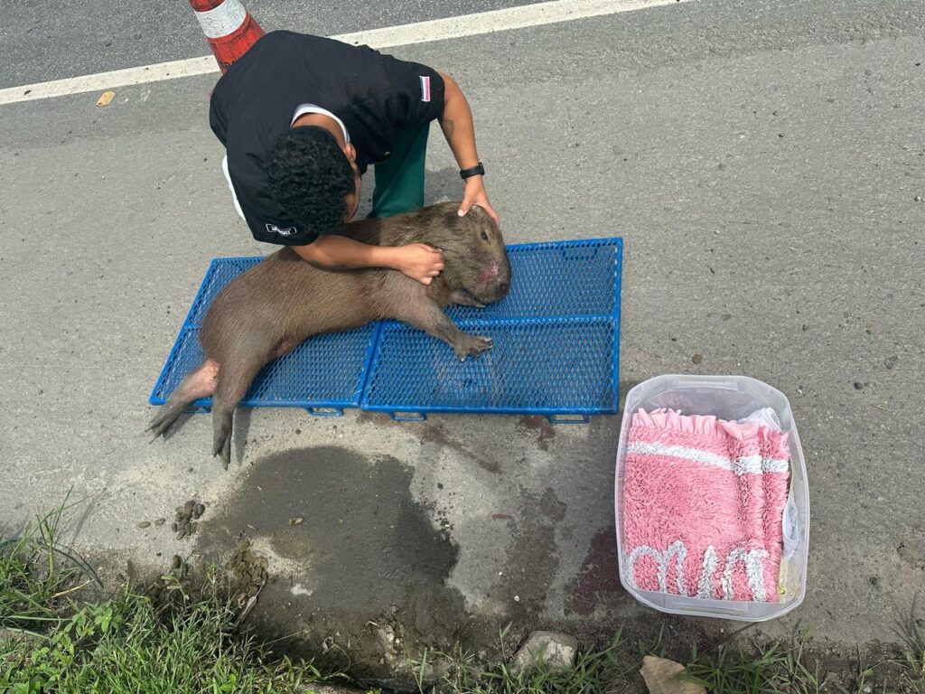 Capivara é resgatada na BR-101, na Serra