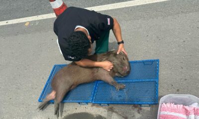 Capivara é resgatada na BR-101, na Serra