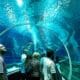 aquario