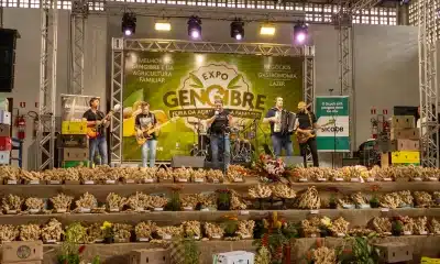 Expo Gengibre movimenta Santa Leopoldina de 30/05 a 01/06 com entrada gratuita, destacando a cadeia produtiva que posiciona o ES como líder nacional. Foto: João Teles