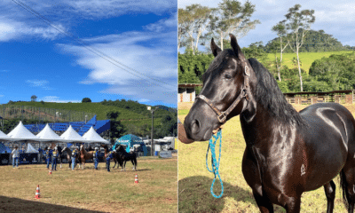Exposição de cavalos milionários em Alfredo Chaves reúne 200 animais, criadores de vários estados, rodeios e feira gastronômica até 01/06. Foto: Divulgação