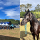Exposição de cavalos milionários em Alfredo Chaves reúne 200 animais, criadores de vários estados, rodeios e feira gastronômica até 01/06. Foto: Divulgação