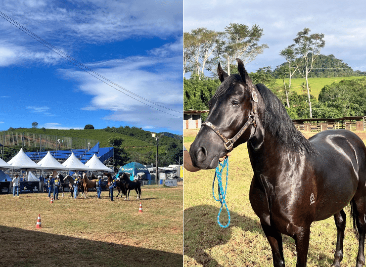Exposição de cavalos milionários em Alfredo Chaves reúne 200 animais, criadores de vários estados, rodeios e feira gastronômica até 01/06. Foto: Divulgação