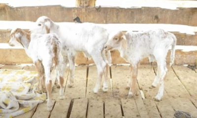 A vaca chamada Esperança teve três bezerros de uma só vez em Pancas