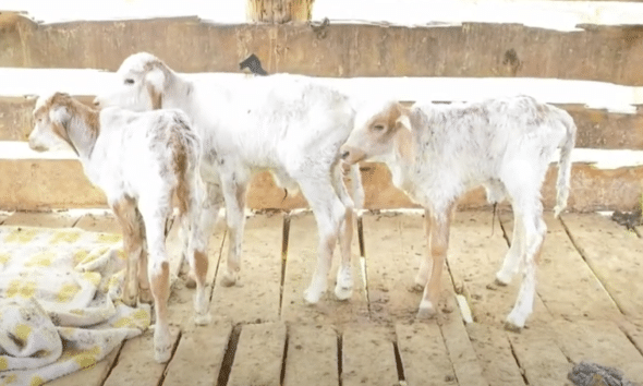A vaca chamada Esperança teve três bezerros de uma só vez em Pancas