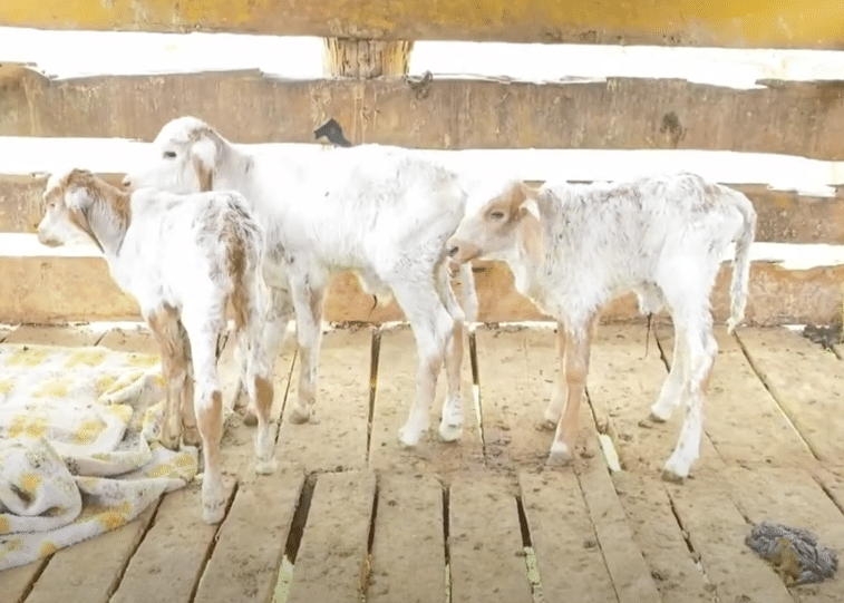 A vaca chamada Esperança teve três bezerros de uma só vez em Pancas