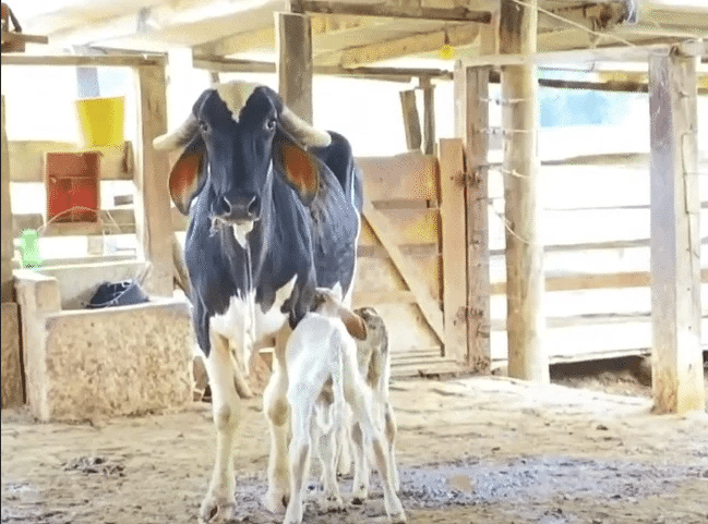 A vaca chamada Esperança teve três bezerros de uma só vez em Vila Verde; caso é considerado raro