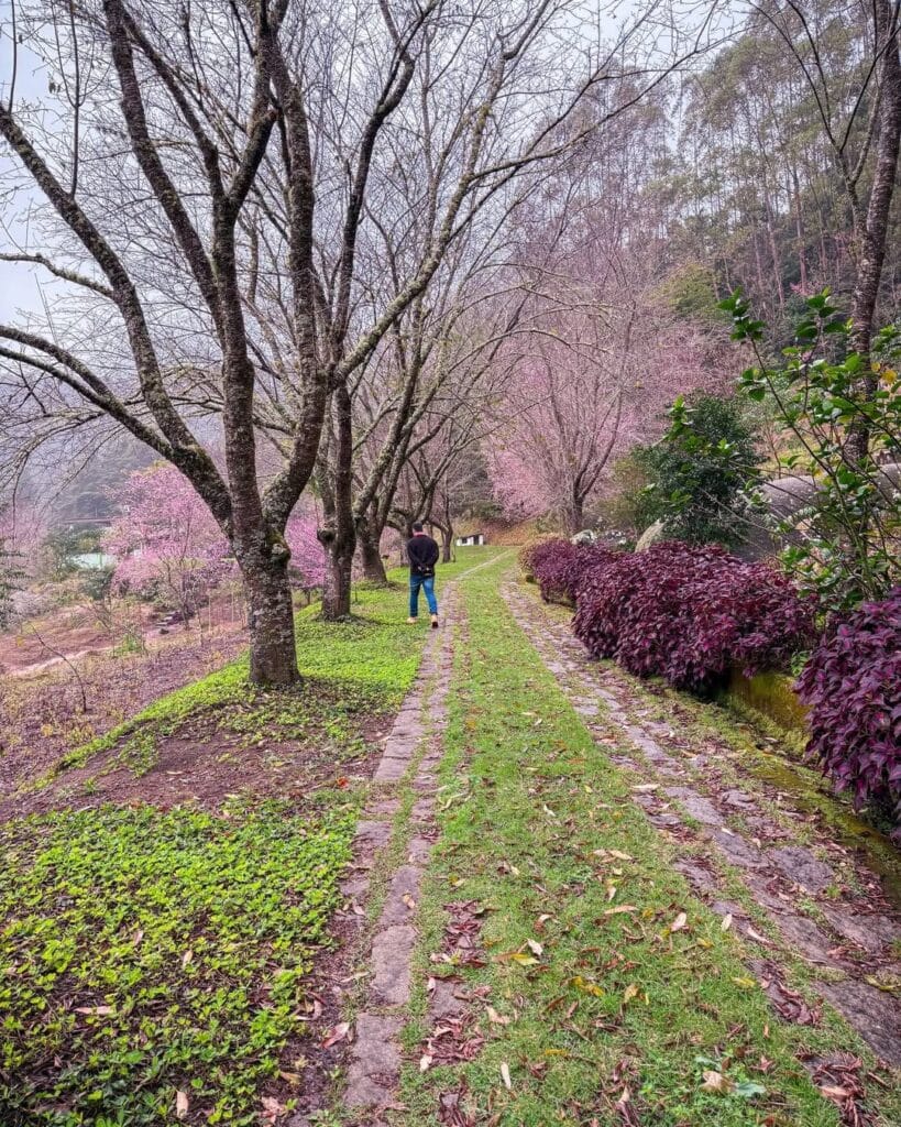 Bosque de cerejeiras no Sítio Monte Rá, em Alfredo Chaves
