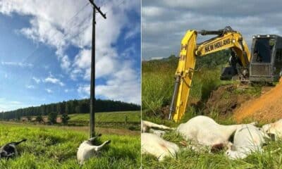 Cabo de alta tensão cai e mata 15 bovinos em fazenda de Linhares
