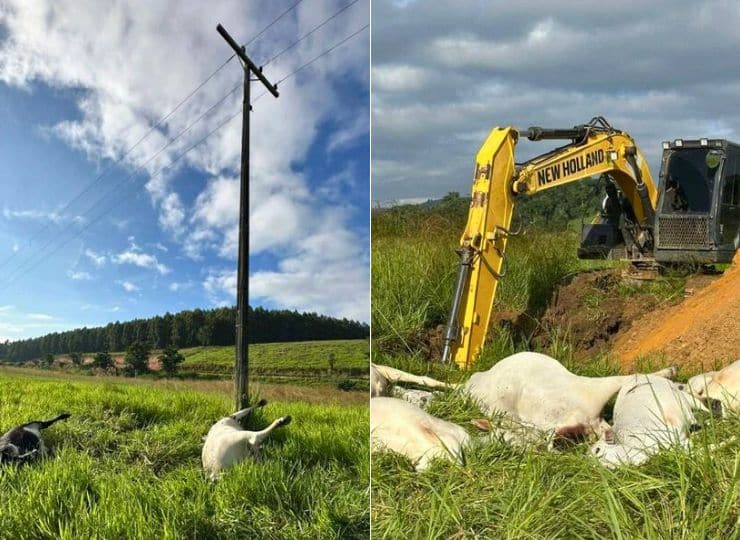 Cabo de alta tensão cai e mata 15 bovinos em fazenda de Linhares