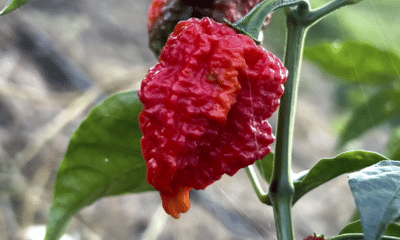 Carolina Reaper, a pimenta mais ardida do mundo é cultivada em Cariacica