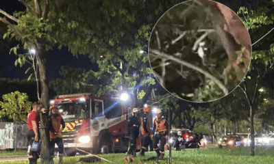 Gato preso em árvore mobiliza bombeiros na Praia do Canto