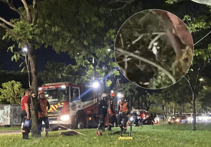 Gato preso em árvore mobiliza bombeiros na Praia do Canto