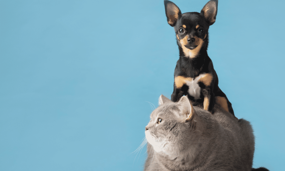 Veterinária alerta para a importância dos cuidados com cães e gatos durante os dias frios do inverno. Foto: Freepik