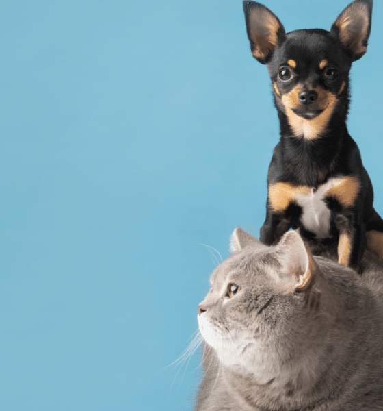 Veterinária alerta para a importância dos cuidados com cães e gatos durante os dias frios do inverno. Foto: Freepik