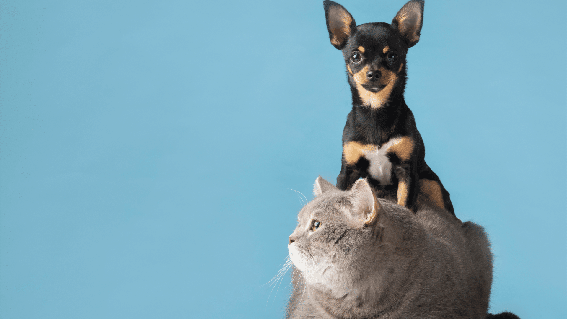 Veterinária alerta para a importância dos cuidados com cães e gatos durante os dias frios do inverno. Foto: Freepik