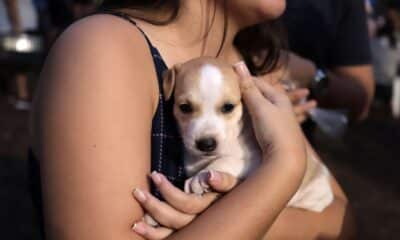 Evento no Shopping Vila Velha promove feira de adoção de cães e gatos e arrecada ração para animais acolhidos pela ONG Albergue Espaço Esperança. Foto: Freepik
