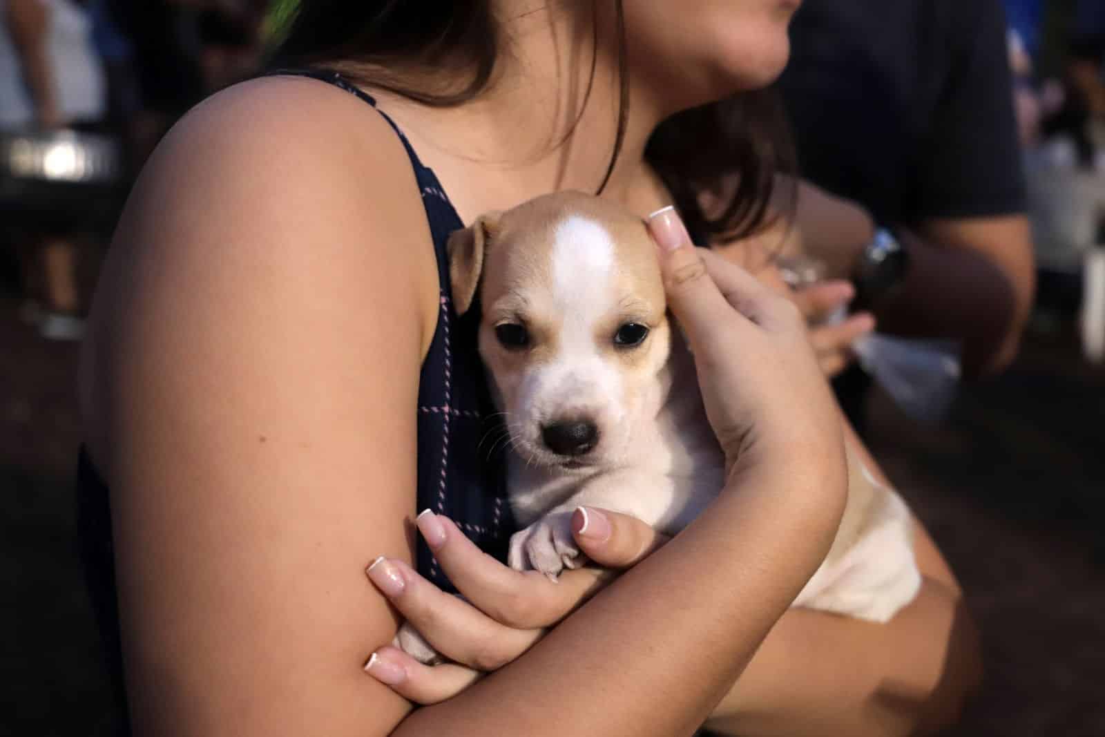 Evento no Shopping Vila Velha promove feira de adoção de cães e gatos e arrecada ração para animais acolhidos pela ONG Albergue Espaço Esperança. Foto: Freepik