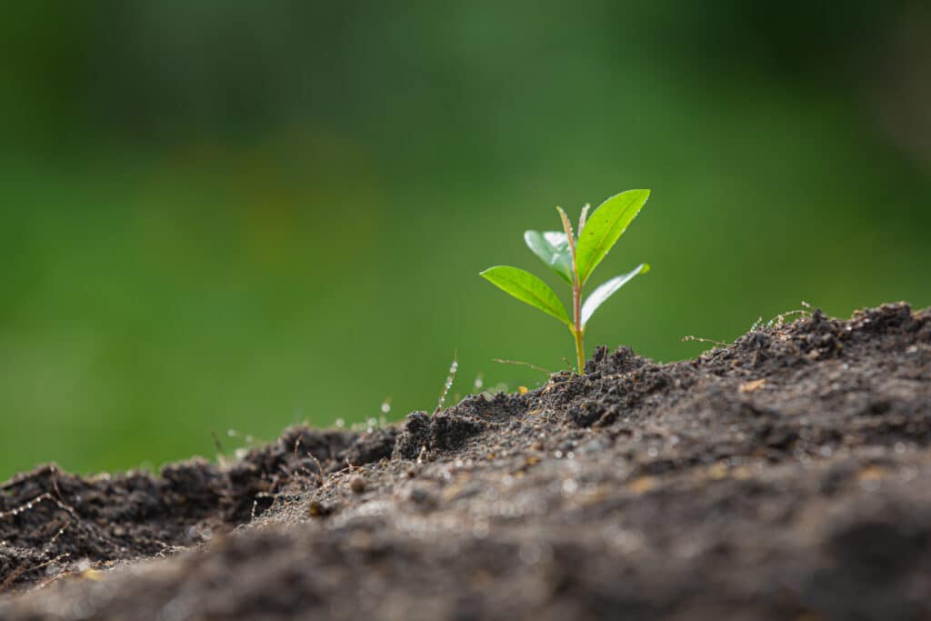 Projeto teve foco principalmente a praia de Itaparica, em Vila Velha. Foto: Freepik