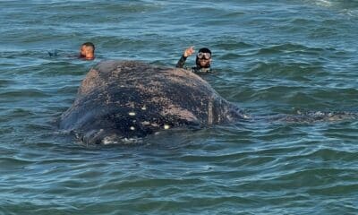 Baleia jubarte encalha morta na Praia do Morro, em Guarapari