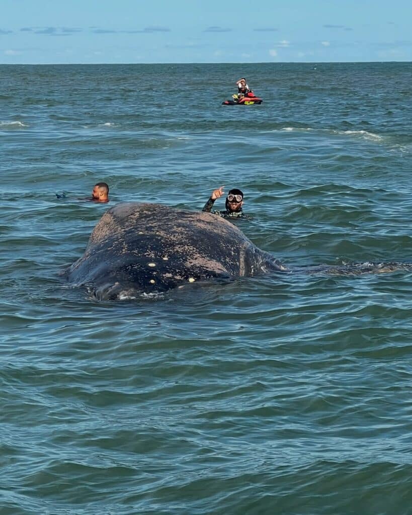 Baleia jubarte encalha morta na Praia do Morro, em Guarapari