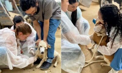 Equipe da Ufes coleta sangue de cães de rua em Muqui para investigação da causa das mortes; mais de 200 animais já morreram com sintomas neurológicos