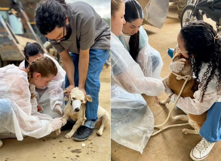 Equipe da Ufes coleta sangue de cães de rua em Muqui para investigação da causa das mortes; mais de 200 animais já morreram com sintomas neurológicos