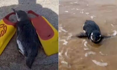 Exaustos, magros e com frio, pinguins-de-magalhães estão aparecendo nas praias capixabas em estado debilitado