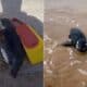 Exaustos, magros e com frio, pinguins-de-magalhães estão aparecendo nas praias capixabas em estado debilitado
