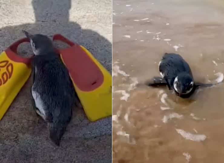 Exaustos, magros e com frio, pinguins-de-magalhães estão aparecendo nas praias capixabas em estado debilitado