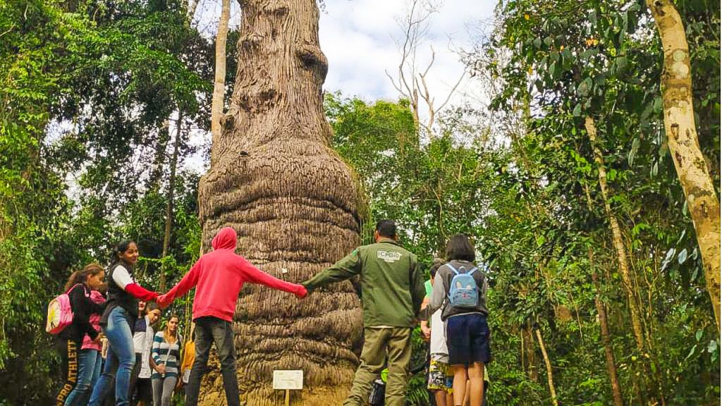 Floresta Nacional (Flona) de Goytacazes, em Linhares