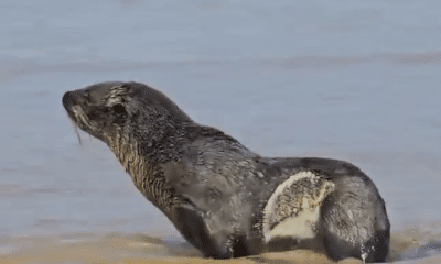 Lobo-marinho resgatado na Praia D'Ulé, em Guarapari