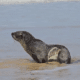 Lobo-marinho resgatado na Praia D'Ulé, em Guarapari