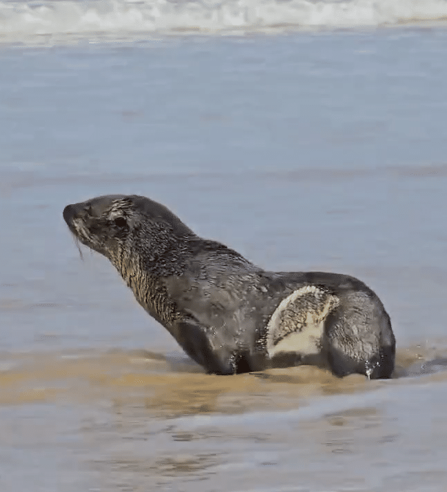 Lobo-marinho resgatado na Praia D'Ulé, em Guarapari