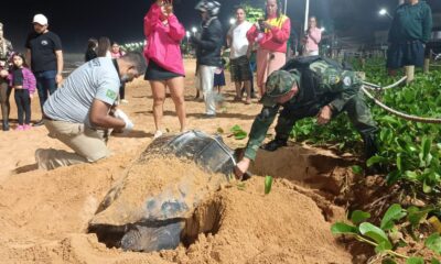 Tartaruga-de-couro encontrada em Jacaraípe, na Serra