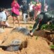 Tartaruga-de-couro encontrada em Jacaraípe, na Serra