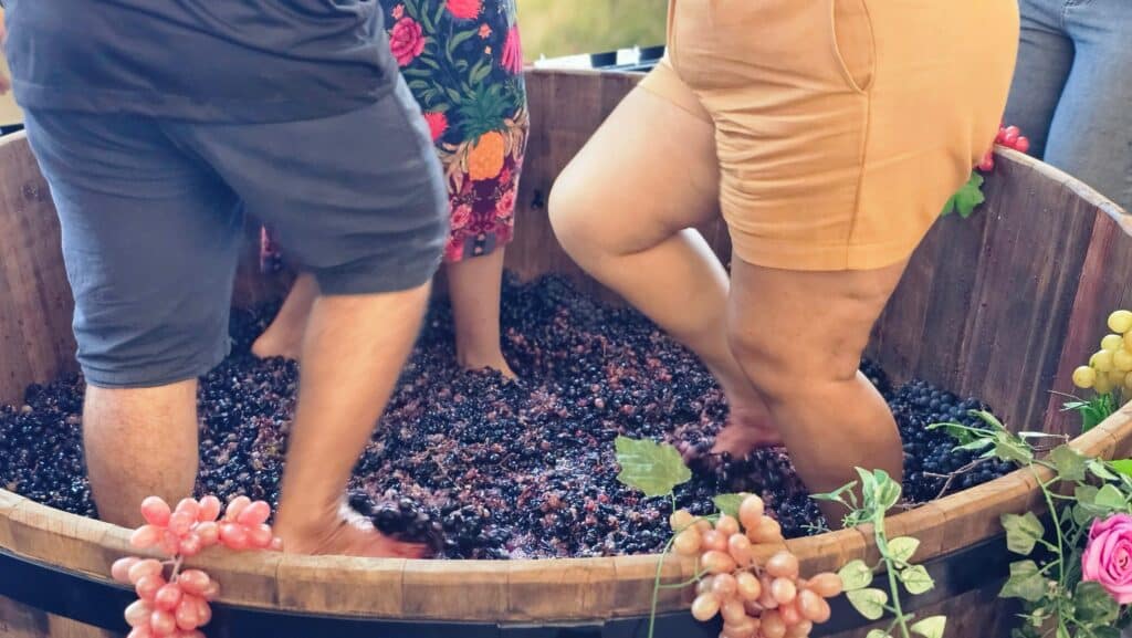 A tradicional Pisa da Uva acontece durante a para a 26ª edição da Festa do Vinho e da Uva em Santa Teresa. Foto: Divulgação