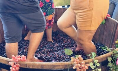 A tradicional Pisa da Uva acontece durante a para a 26ª edição da Festa do Vinho e da Uva em Santa Teresa. Foto: Divulgação