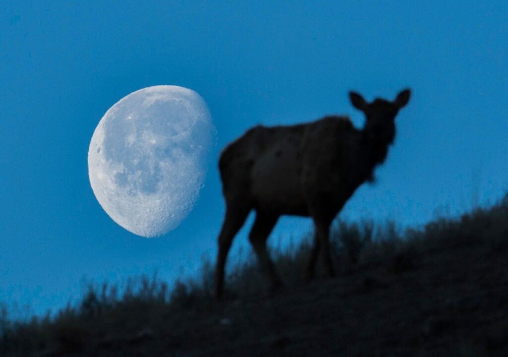 Próxima Lua do Veado acontece em julho de 2026. Foto: Reprodução/Nasa Science Skywatching