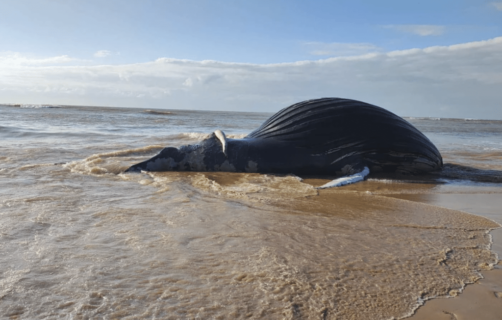 Baleia jubarte é encontrada morta na manhã desta sexta-feira (1º) na praia de Bicanga, na Serra.
