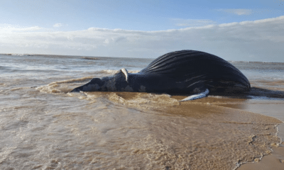 Baleia jubarte é encontrada morta na manhã desta sexta-feira (1º) na praia de Bicanga, na Serra.