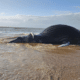 Baleia jubarte é encontrada morta na manhã desta sexta-feira (1º) na praia de Bicanga, na Serra.