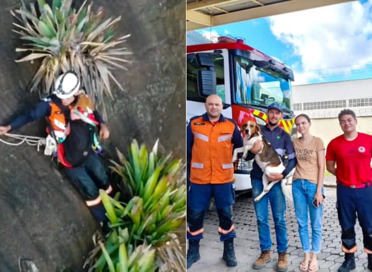 Bombeiros resgatam cadela de penhasco em Venda Nova; após a operação, animal foi entregue com segurança à família emocionada