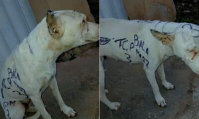 Cachorro é pichado com apologia ao crime em Guarapari