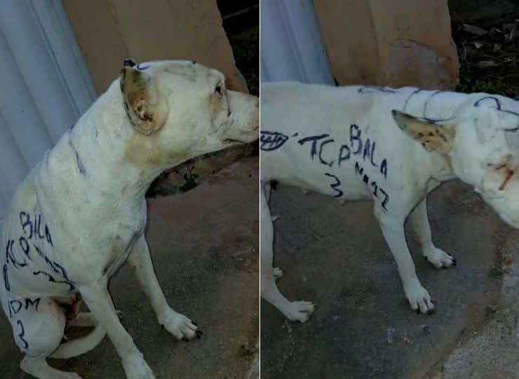 Cachorro é pichado com apologia ao crime em Guarapari
