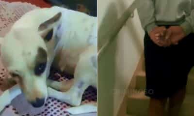 Cachorro resgatado após ser pichado em Guarapari; autor do crime foi preso pela polícia