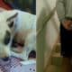 Cachorro resgatado após ser pichado em Guarapari; autor do crime foi preso pela polícia